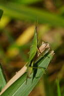 Image de Atractomorpha similis Bolívar & I. 1884