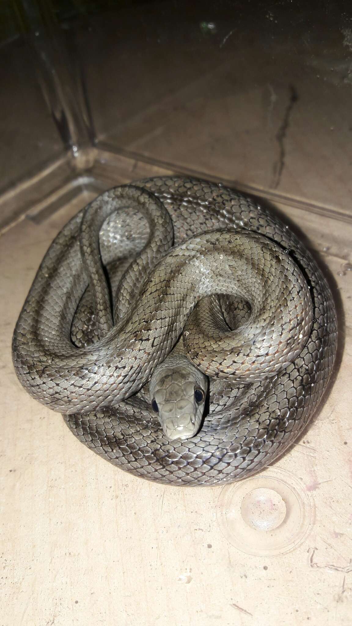 Image of Baird's Rat Snake