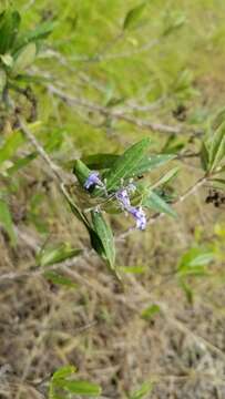 Image of Pseudocarpidium