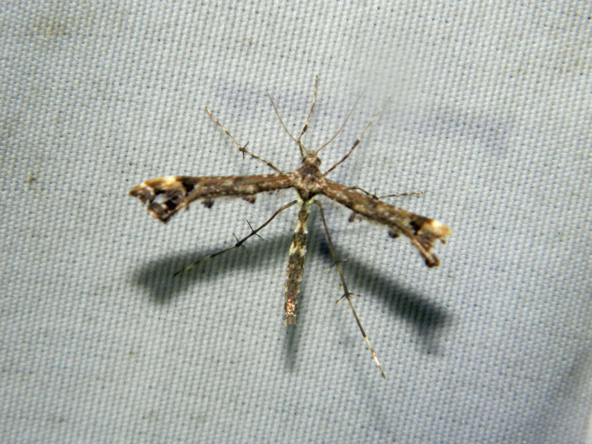 Image of Geranium Plume Moth