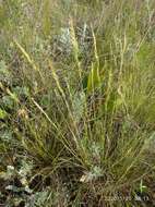 Image de Festuca pulchra Schur