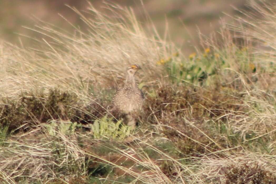 Image of Columbian Sharp-tailed Grouse