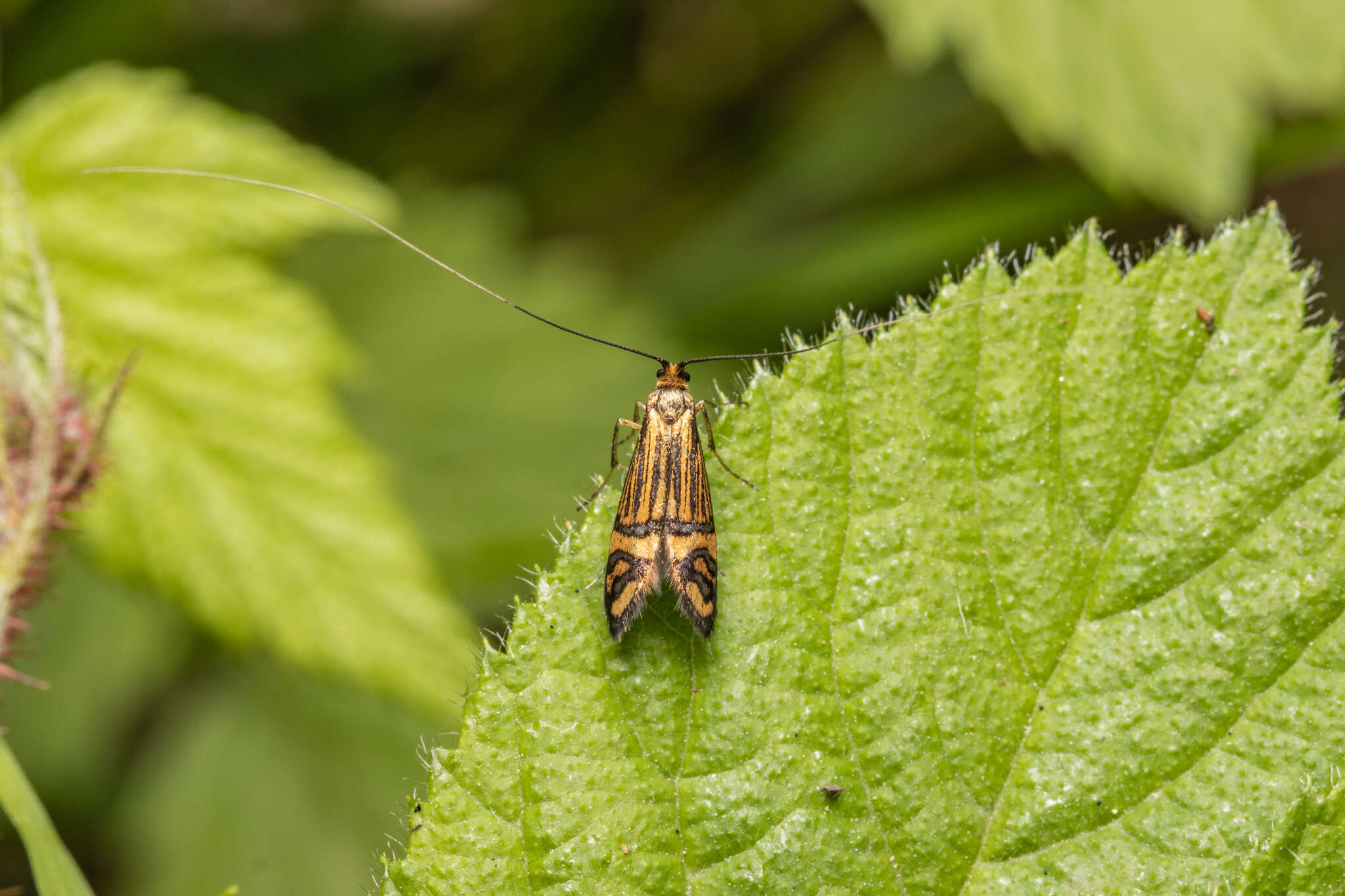 Image de Nemophora ochsenheimerella Hübner 1816