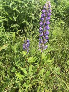 Image of sundial lupine