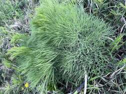 Image of Peucedanum longifolium Waldst. & Kit.