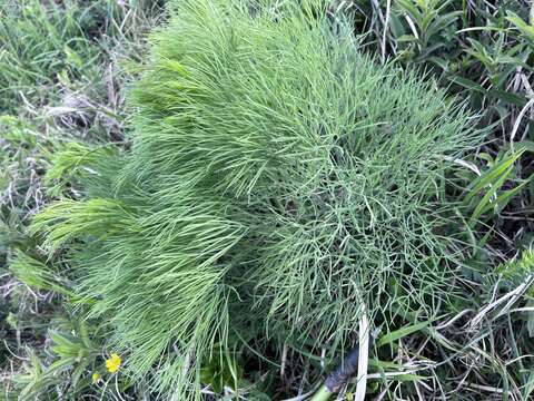 صورة Peucedanum longifolium Waldst. & Kit.