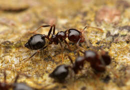 Image of Crematogaster polita Smith 1865