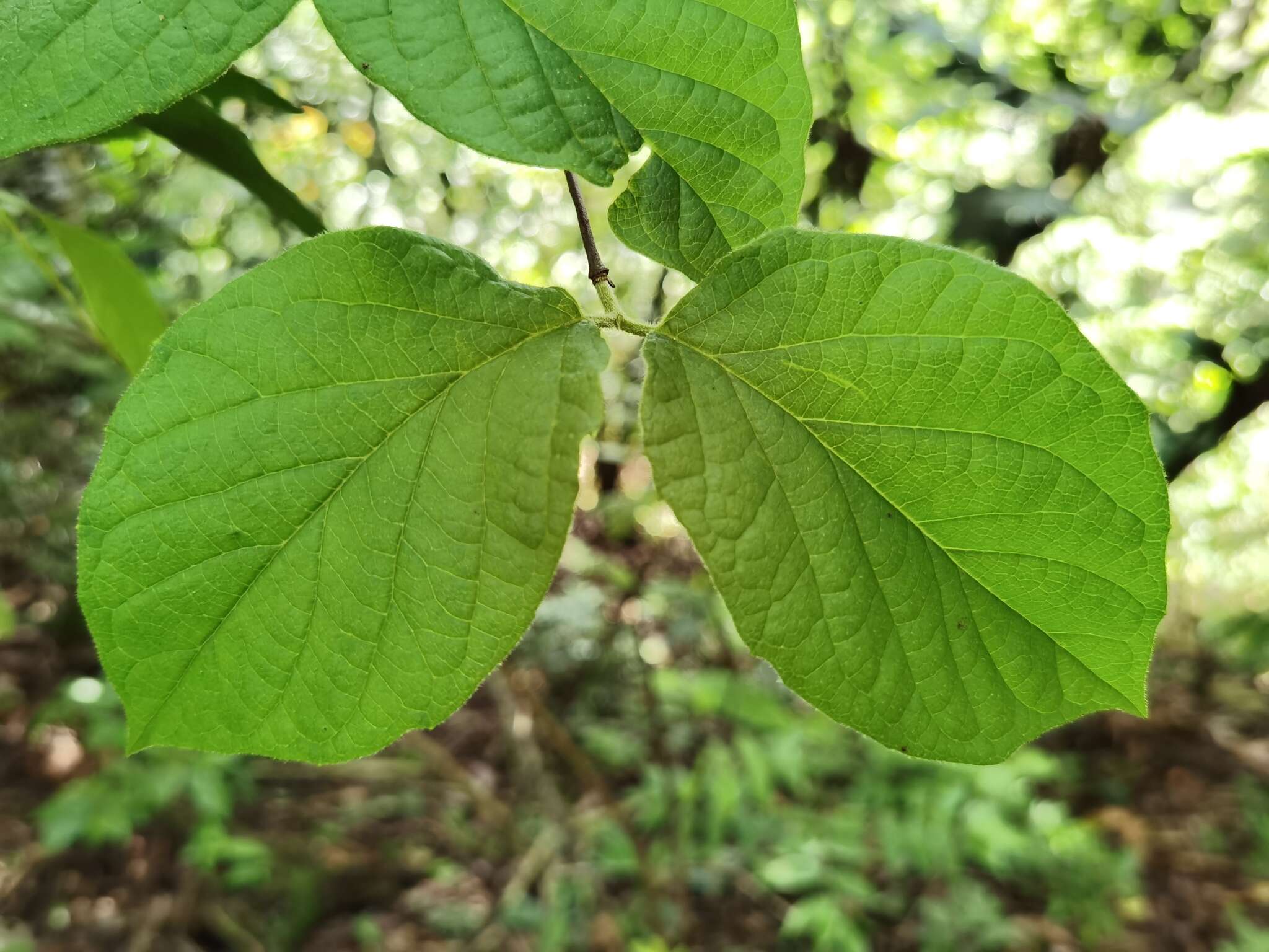 Image of Viburnum stellato-tomentosum (Oerst.) Hemsl.