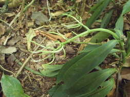 Image of Peperomia sessilifolia C. DC.