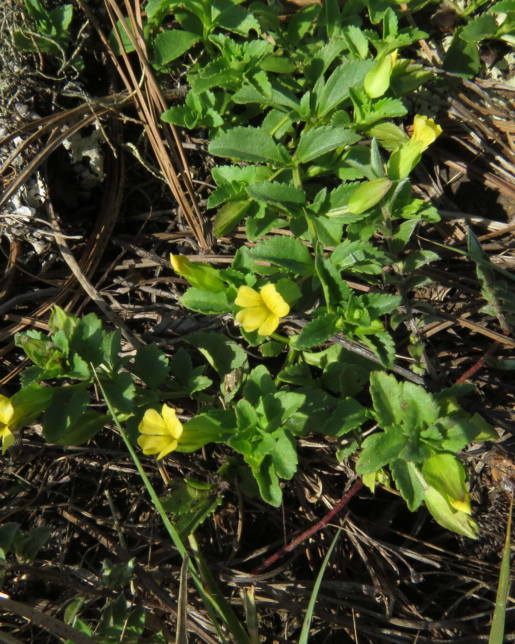 Mecardonia procumbens (Mill.) Small resmi