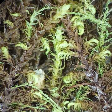 Image of Fern-leaved Hook Moss