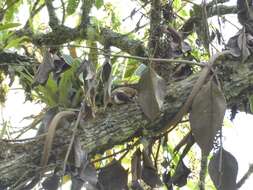 Image of Streaked Tuftedcheek