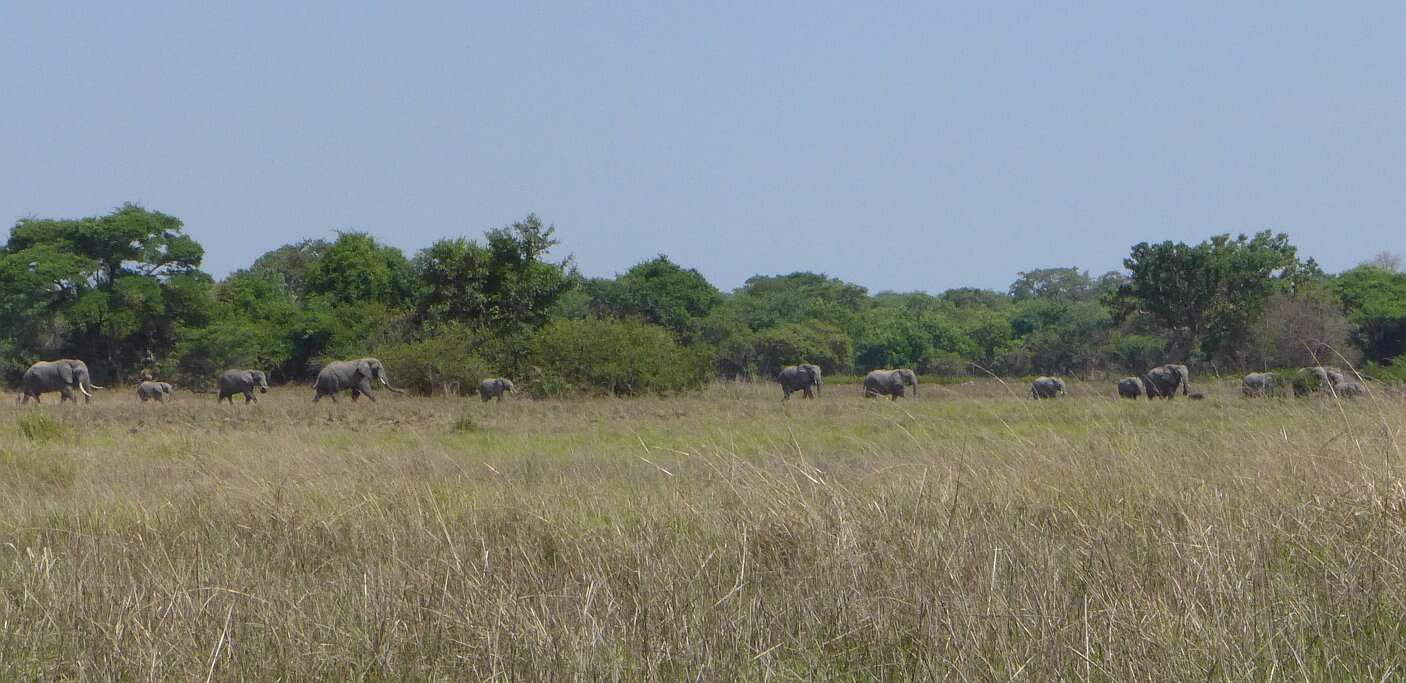 Image of African bush elephant