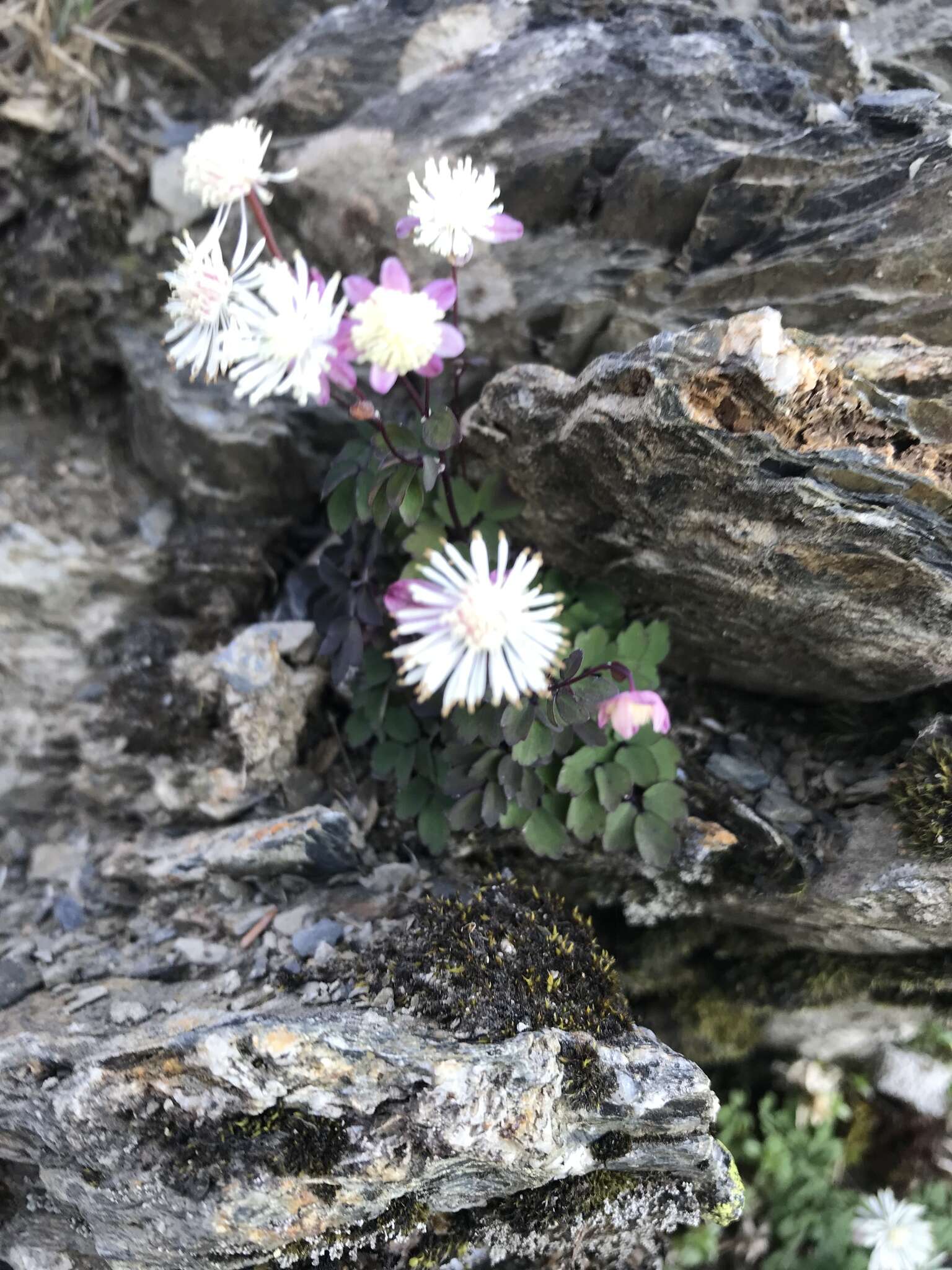 Image of Thalictrum rubescens Ohwi