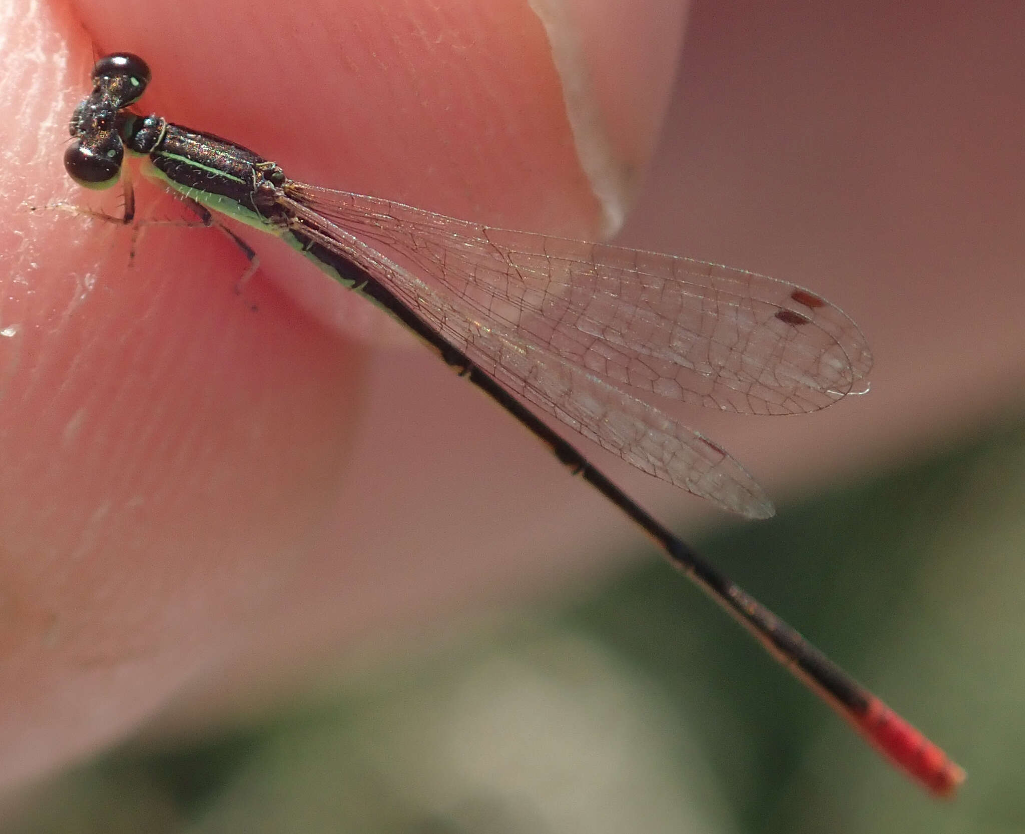 Image of Agriocnemis exilis Selys 1872