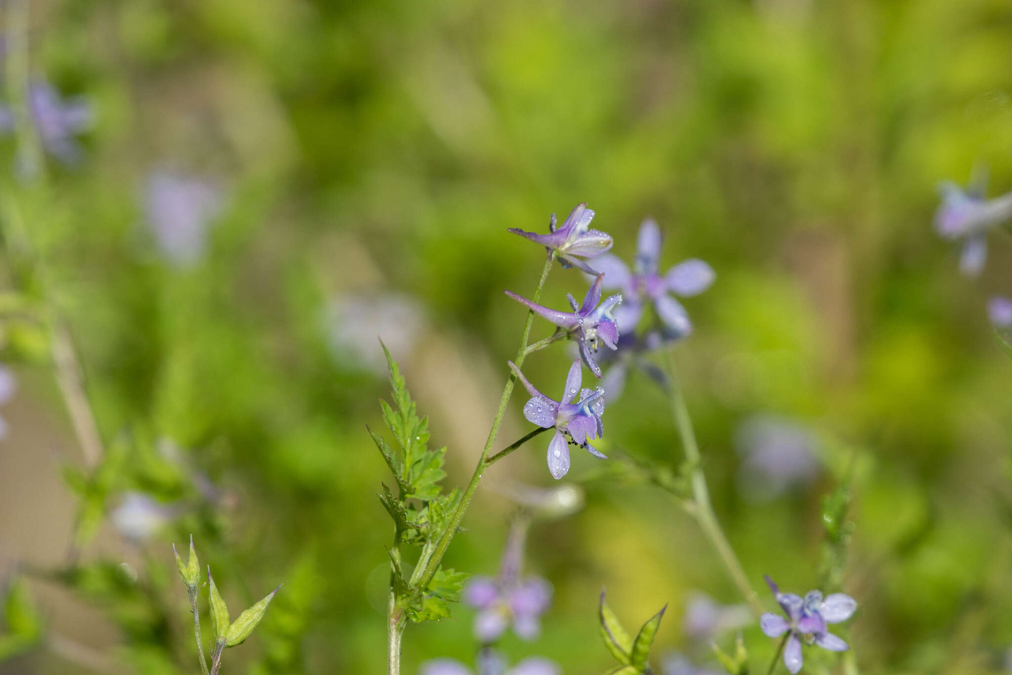 Image of Delphinium anthriscifolium Hance