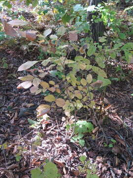 Image of Fraxinus chinensis subsp. rhynchophylla (Hance) A. E. Murray