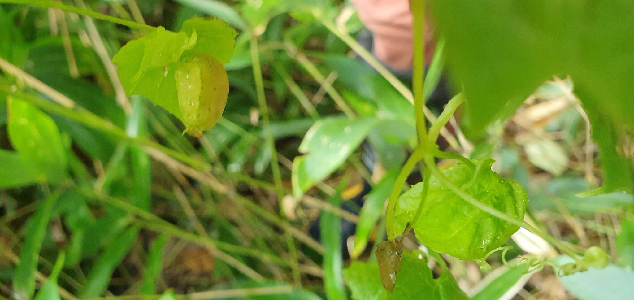 Sivun Schizopepon bryoniifolius Maxim. kuva