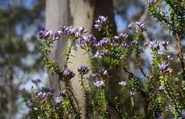 Image of Veronica formosa R. Br.