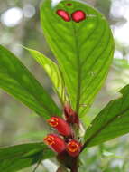 Image of Columnea dimidiata (Benth.) Kuntze