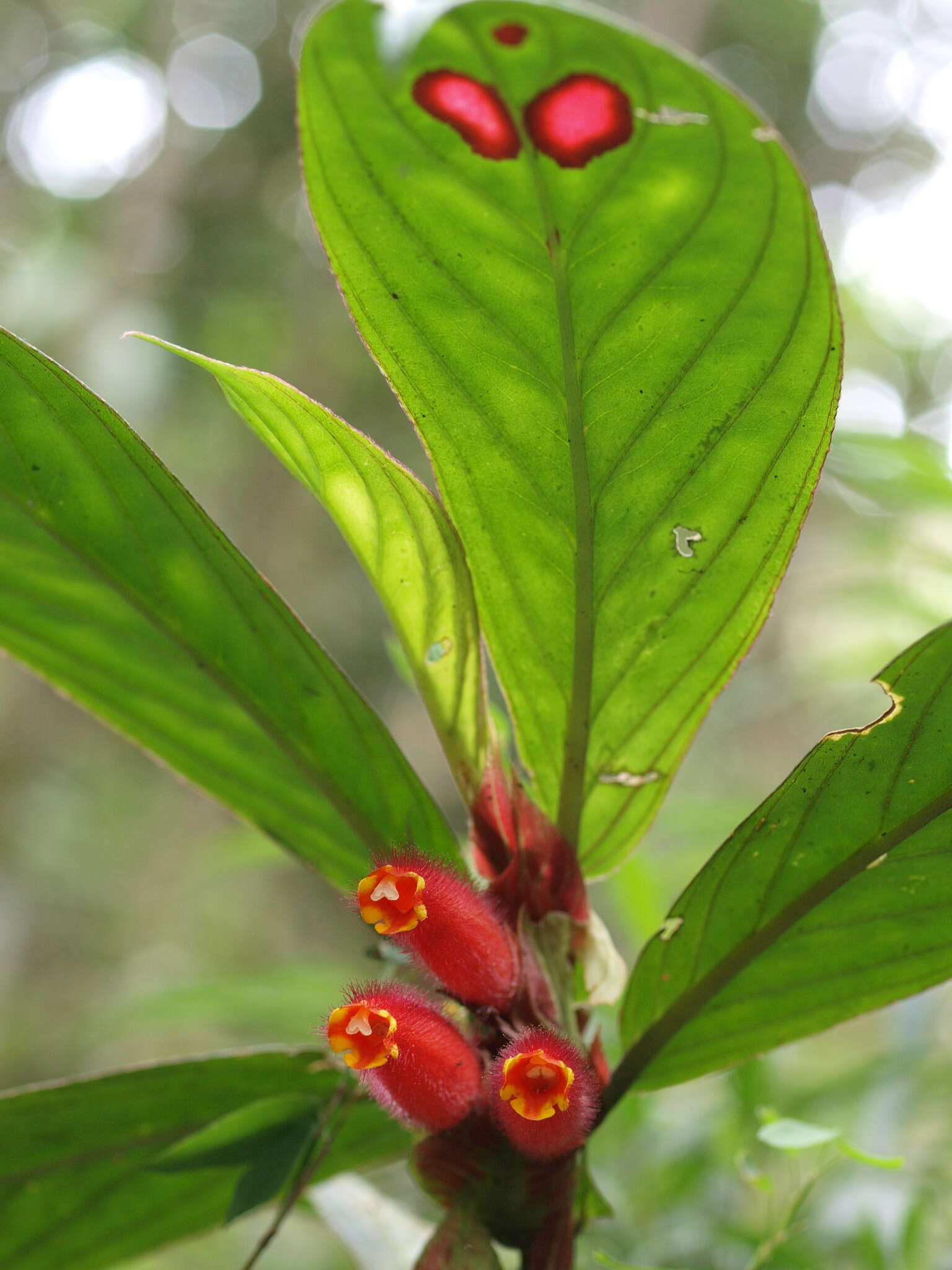 Image of Columnea dimidiata (Benth.) Kuntze