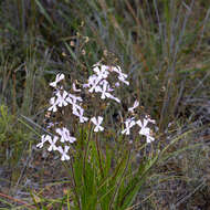 Image of Stylidium pilosum (Labill.) Labill.