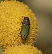 Image of Bilyaxia cupriceps (Fairmaire & Germain 1858)