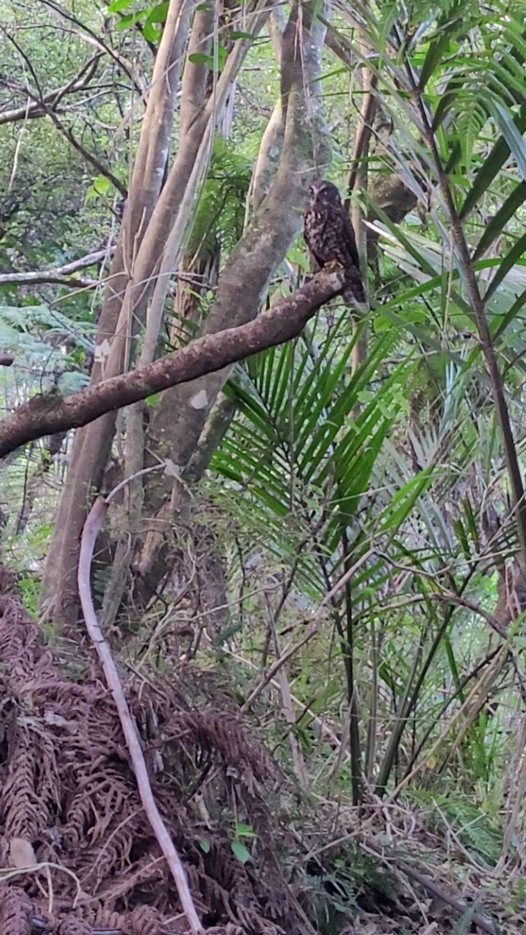 Image of Morepork