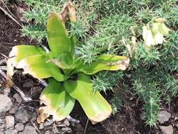 Image of Ornithogalum regale (Hilliard & B. L. Burtt) J. C. Manning & Goldblatt