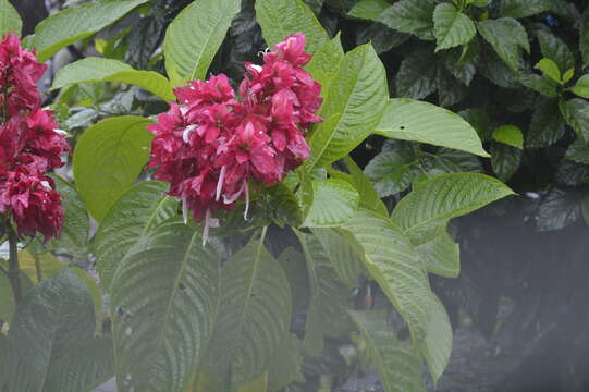 Image of Brazilian red-cloak