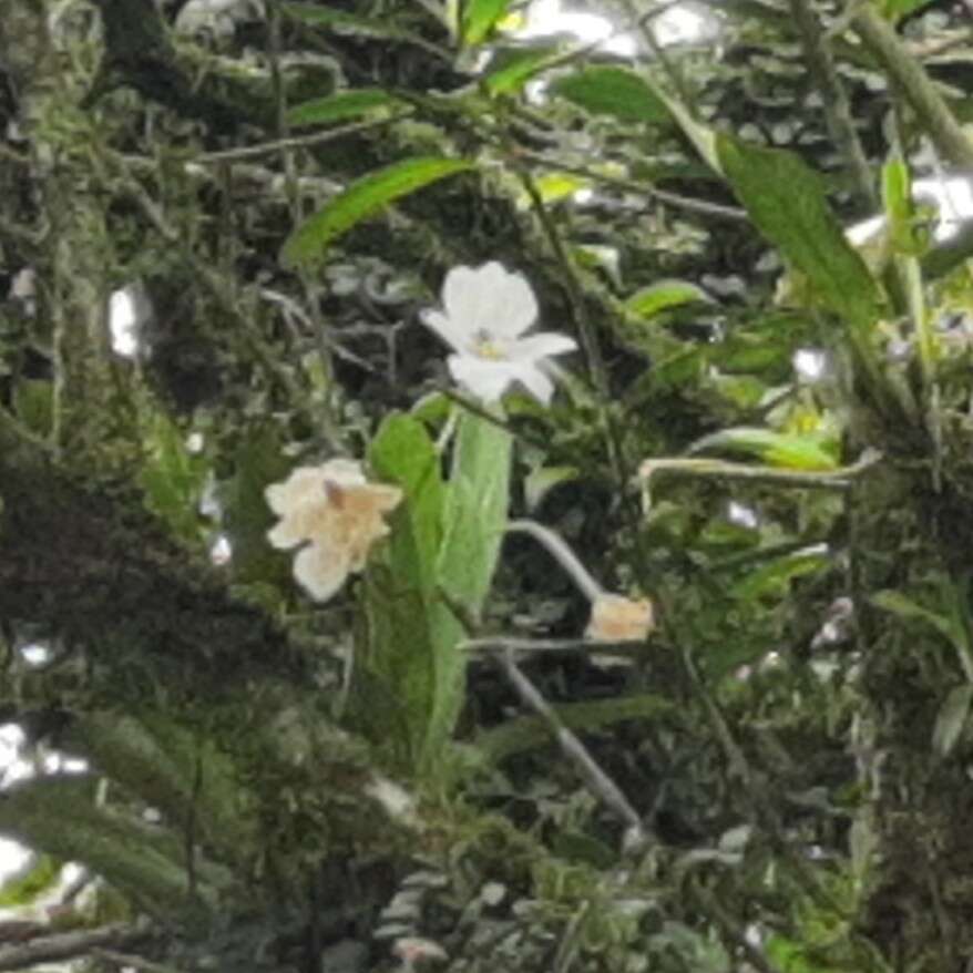 Image of Miltoniopsis warscewiczii (Rchb. fil.) Garay & Dunst.