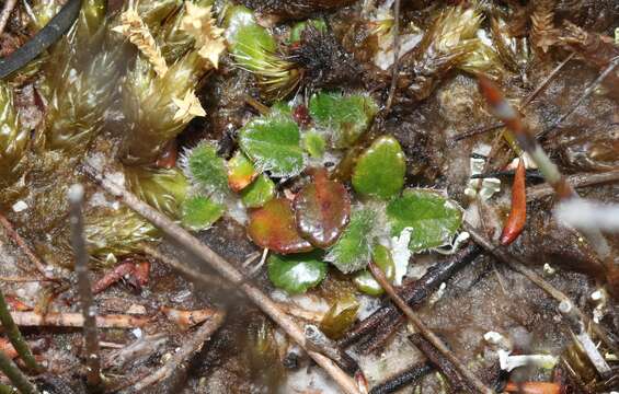 Слика од Actinotus bellidioides (Hook. fil.) Benth.