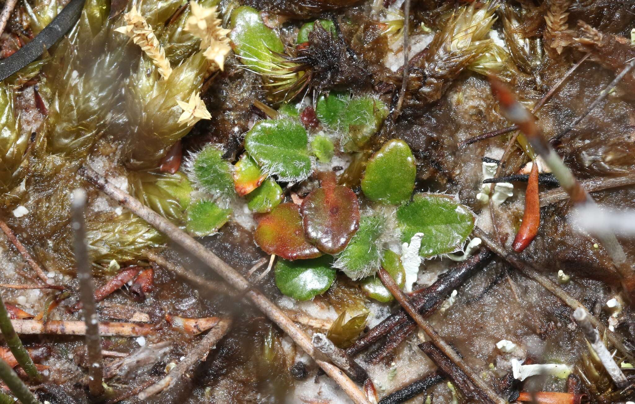 Actinotus bellidioides (Hook. fil.) Benth. resmi