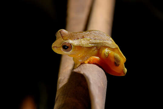 Image of Dendropsophus elegans (Wied-Neuwied 1824)