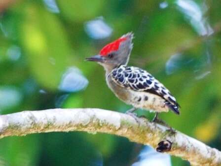 Image of Grey-and-buff Woodpecker