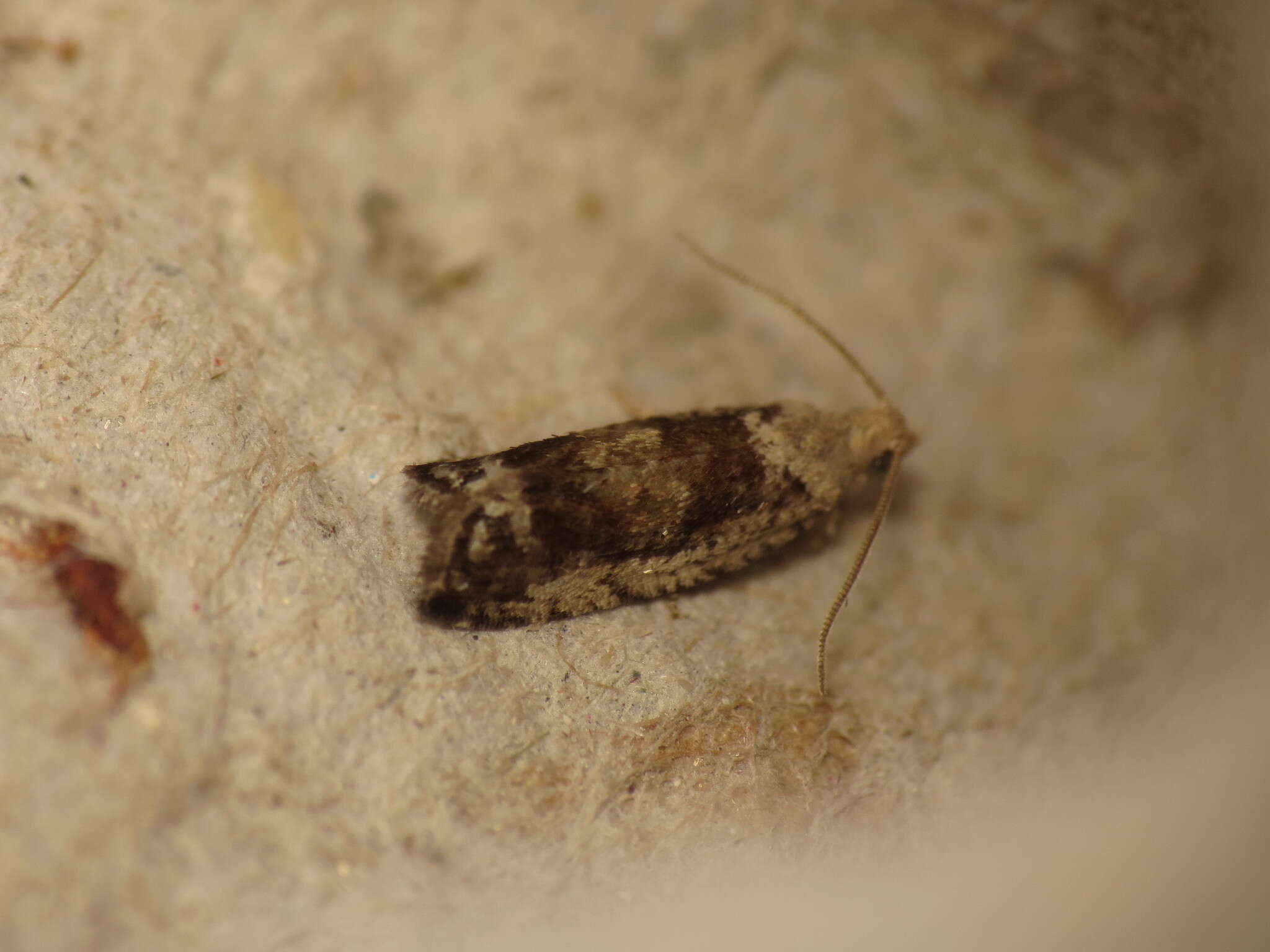 Image of Epinotia ramella Linnaeus 1758