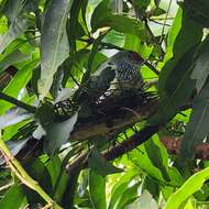 Image of Many-colored Fruit Dove