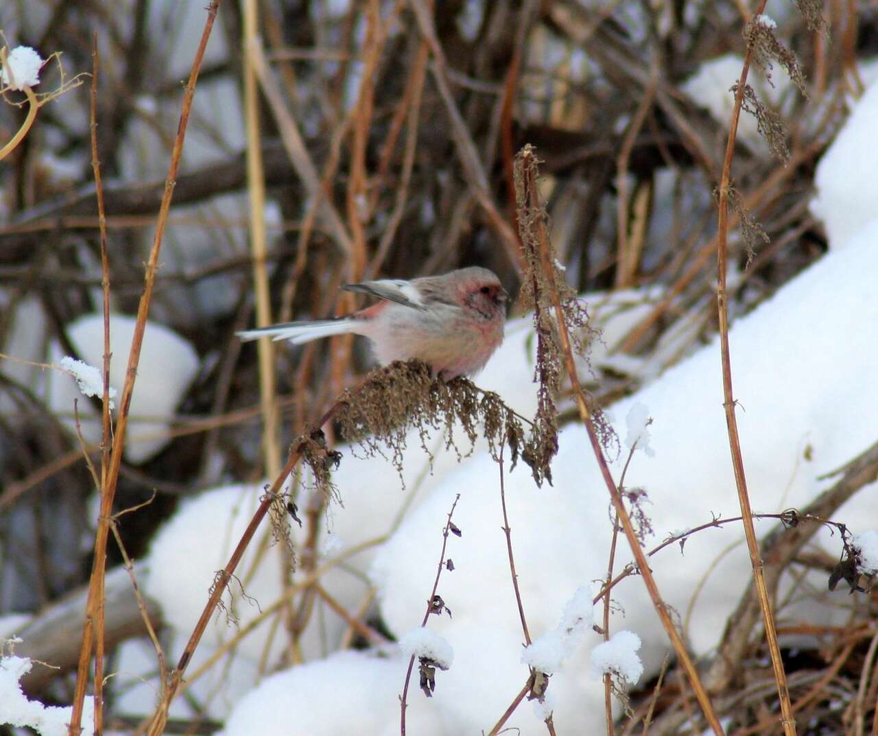 Image of Long-tailed Rosefinch