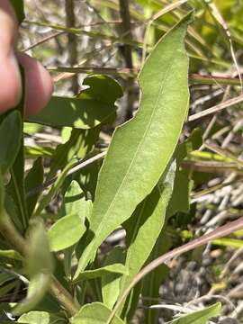 Image of showy goldenrod