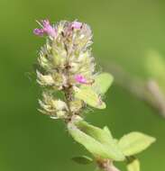 Image of Thymus odoratissimus Mill.