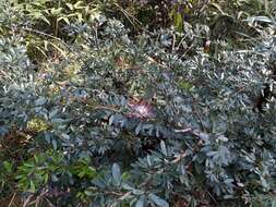 Image of Calliandra angustifolia Benth.