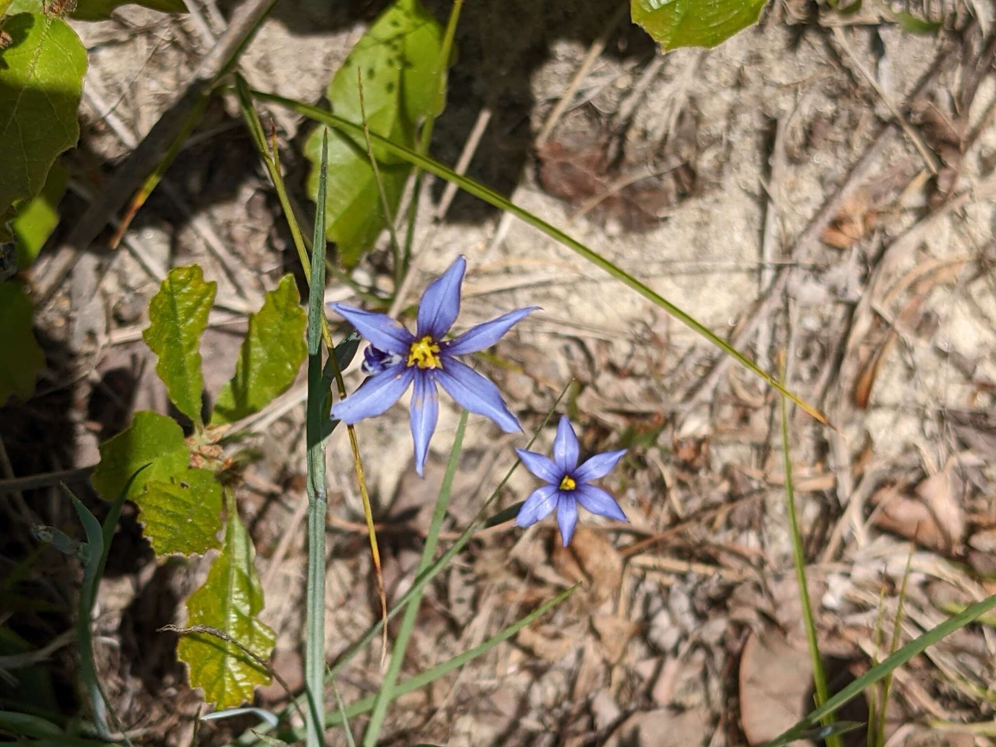 Image de Sisyrinchium fuscatum E. P. Bicknell