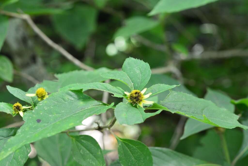 Philactis zinnioides Schrad. resmi