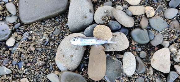 Image of Pennant lantern-fish