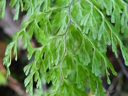 Imagem de Hymenophyllum bivalve (G. Forst.) Sw.