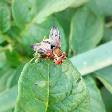 Imagem de Ectophasia crassipennis (Fabricius 1794)