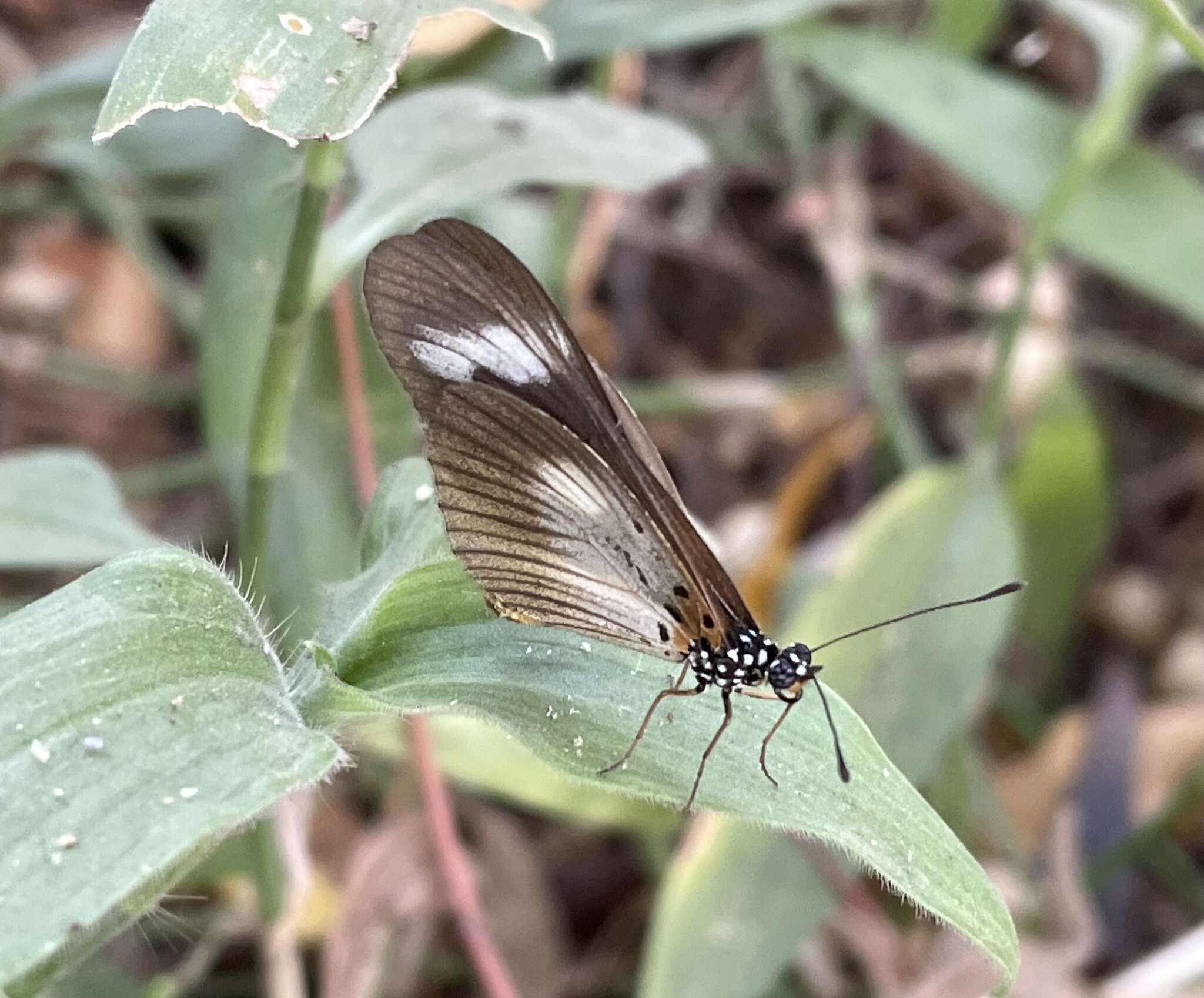 Image of Acraea lycoa Godart 1819