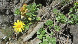 Слика од Grindelia buphthalmoides DC.