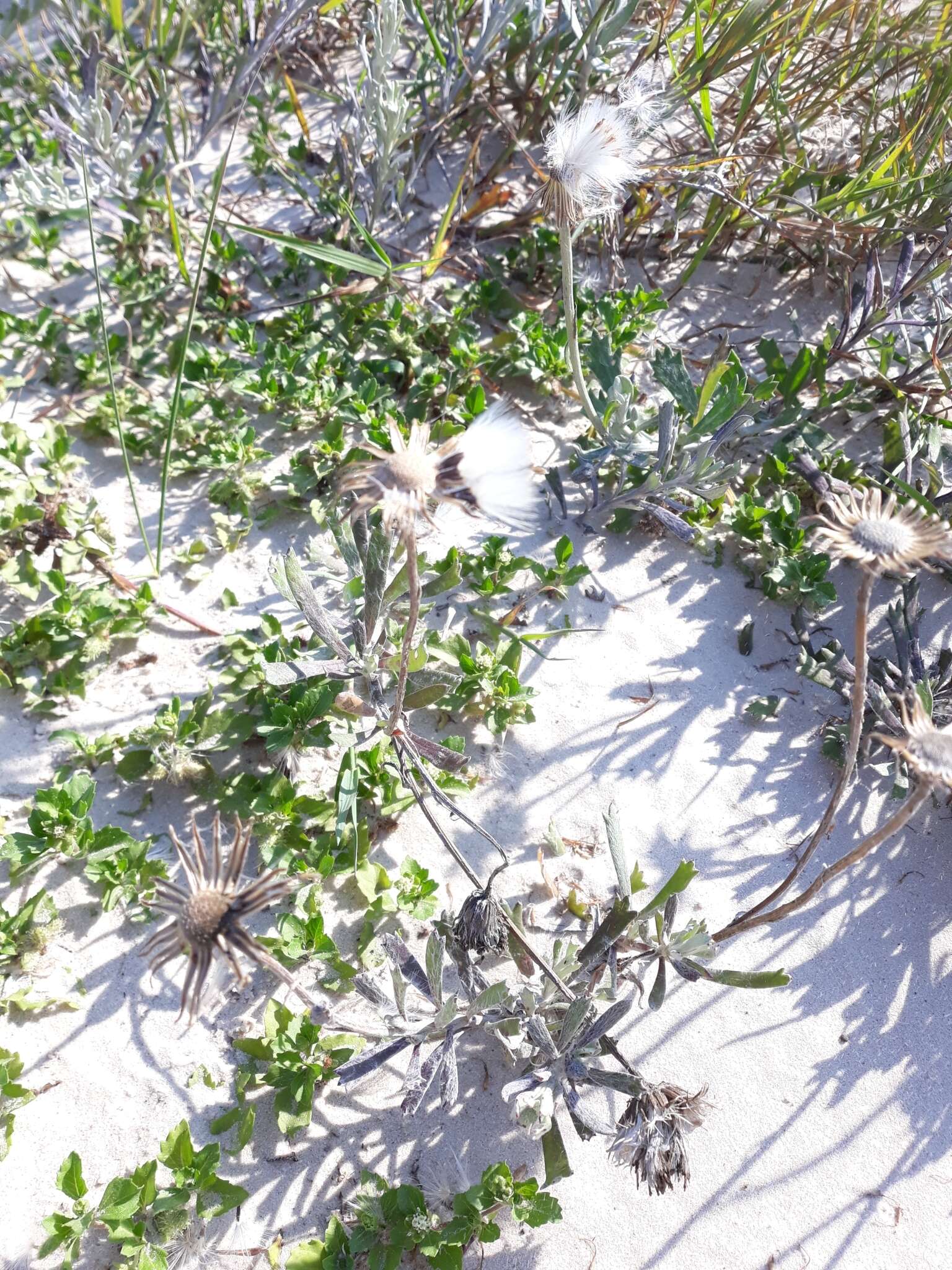 Image of Senecio crassiflorus (Poir.) DC.