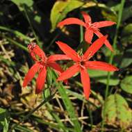 Image of royal catchfly